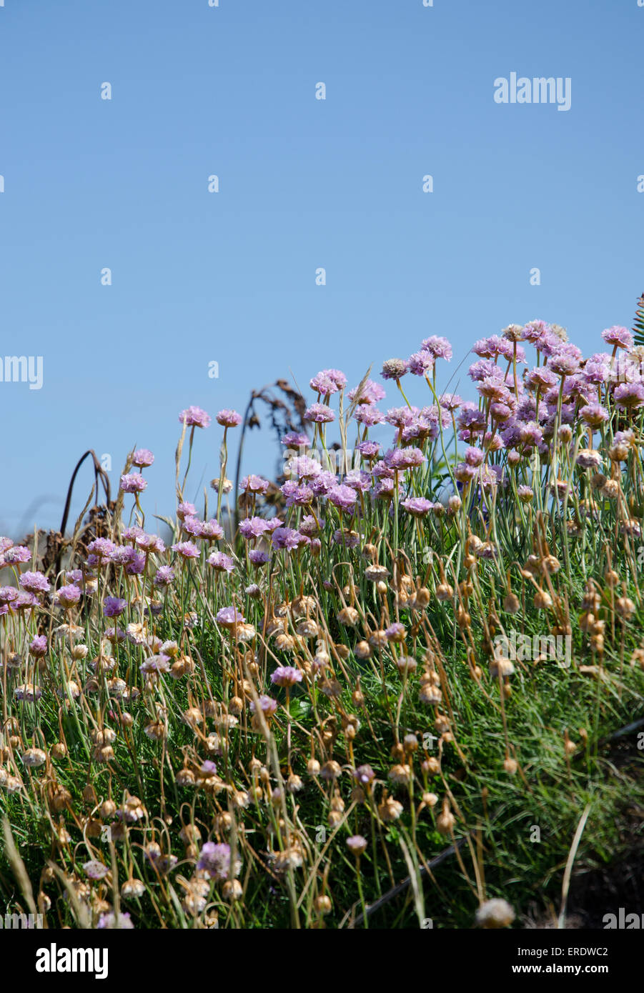 Cuscino-come i grappoli della arrotondati, fiori di colore rosa di parsimonia sono una visione comune sulle rupi costiere, spiagge di ciottoli e le dune di sabbia Foto Stock