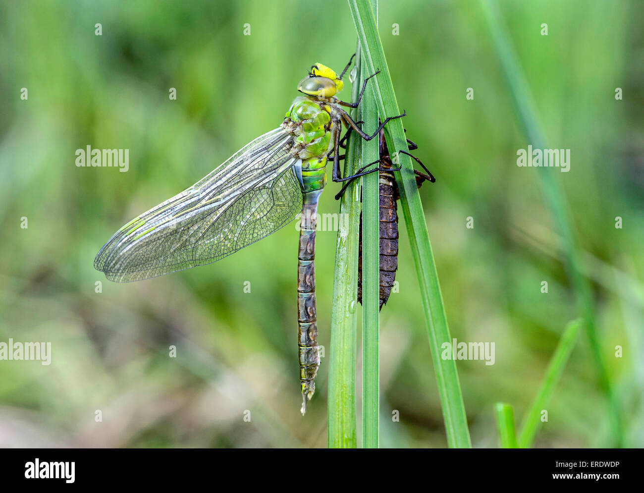 Nuovo imperatore tratteggiata libellula blu o imperatore (Anax imperator), famiglia Aeshnidae, maschio, Svizzera Foto Stock