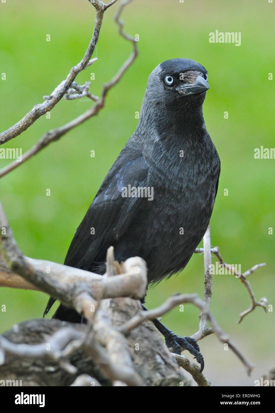 Taccola Corvus monedula piccoli stati del corvo famiglia, un intelligente uccello onnivoro Foto Stock