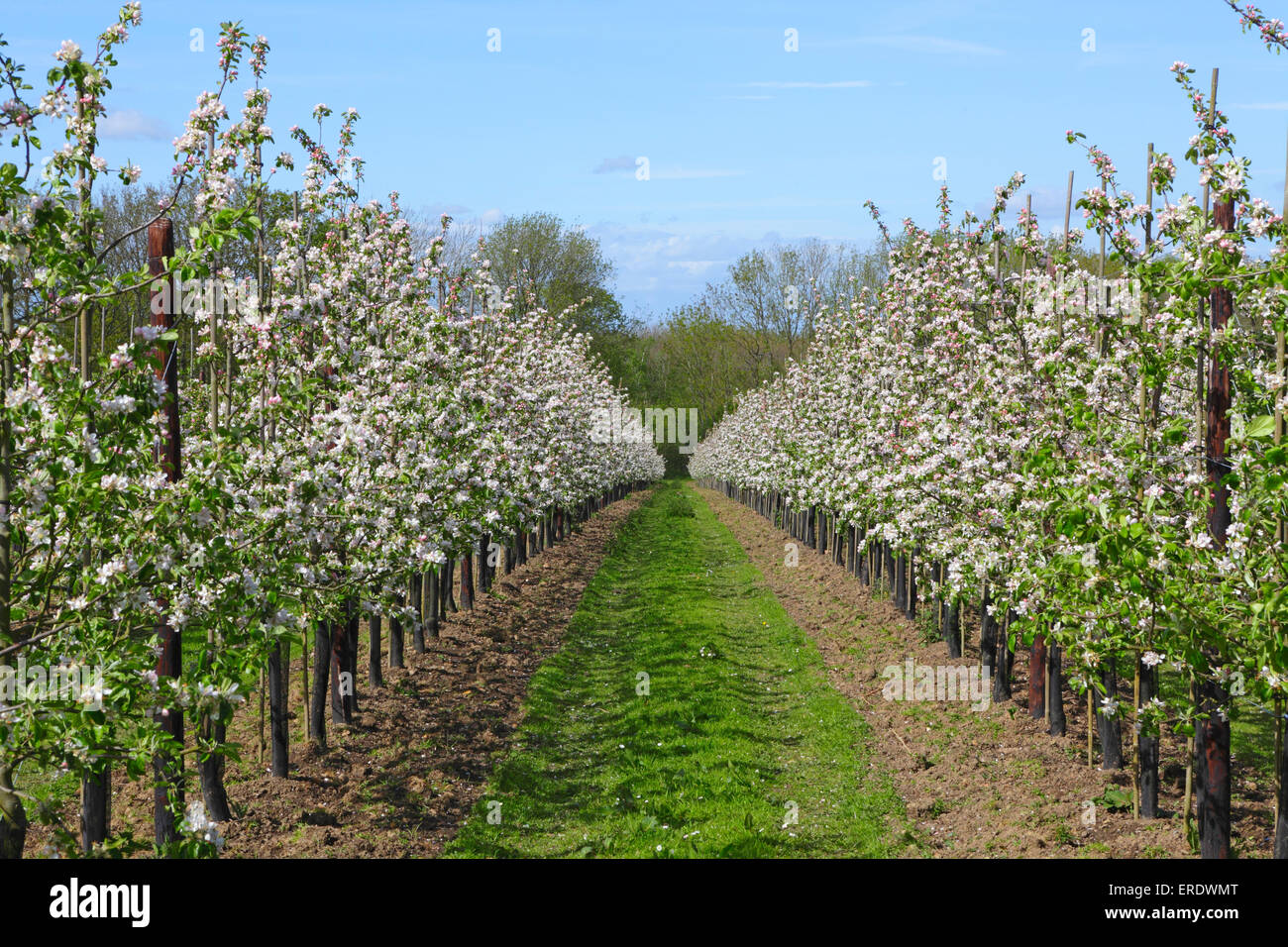 Apple Blossom in Kentish orchard, Kent, England, Regno Unito Foto Stock
