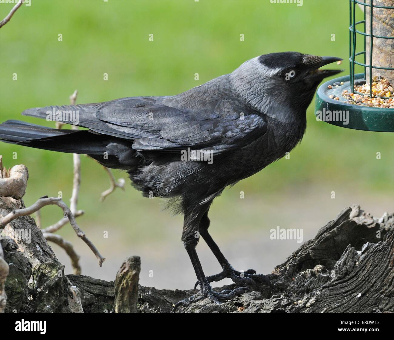 Taccola Corvus monedula piccoli stati del corvo famiglia, un intelligente uccello onnivoro Foto Stock