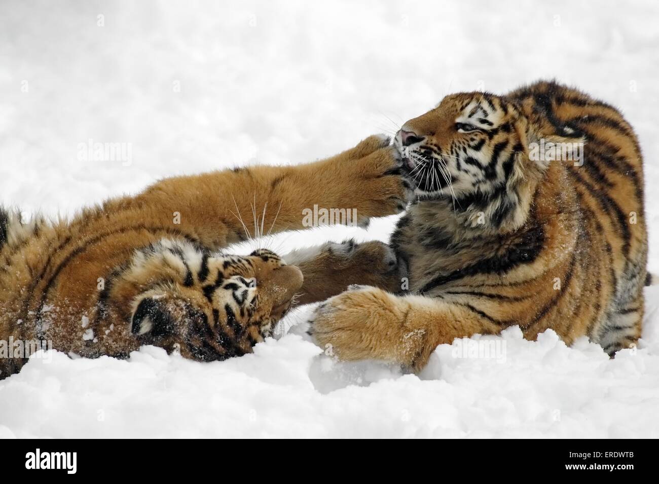 Riproduzione di tigri Amur Foto Stock
