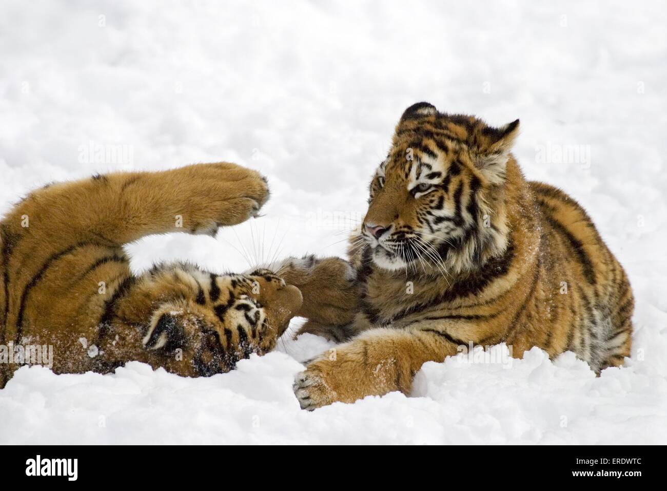 Riproduzione di tigri Amur Foto Stock