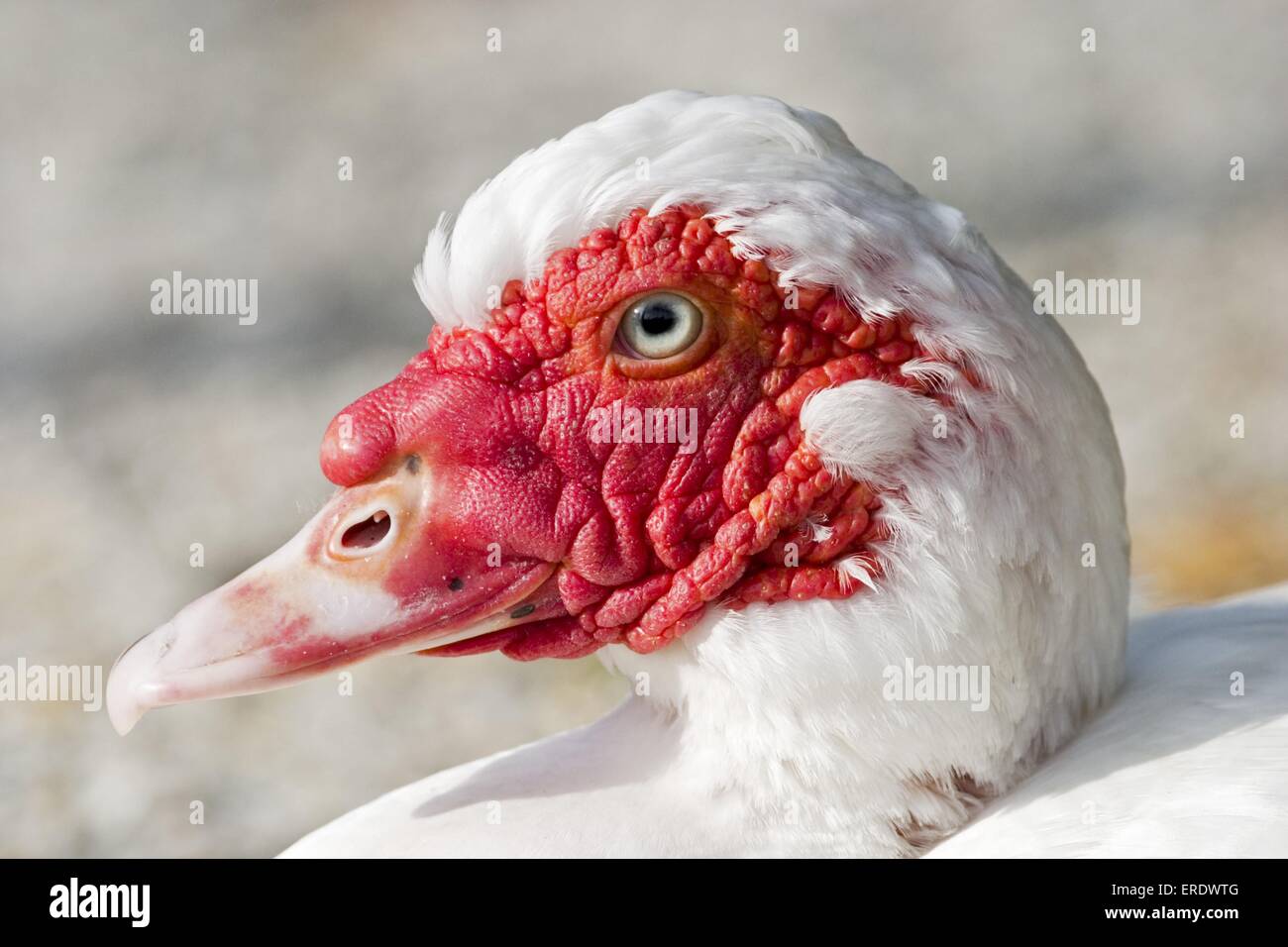 Anatra muta Foto Stock