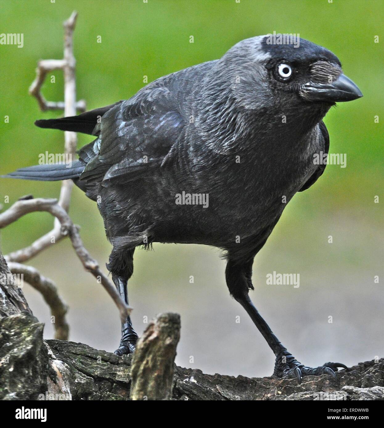 Taccola Corvus monedula piccoli stati del corvo famiglia, un intelligente uccello onnivoro Foto Stock