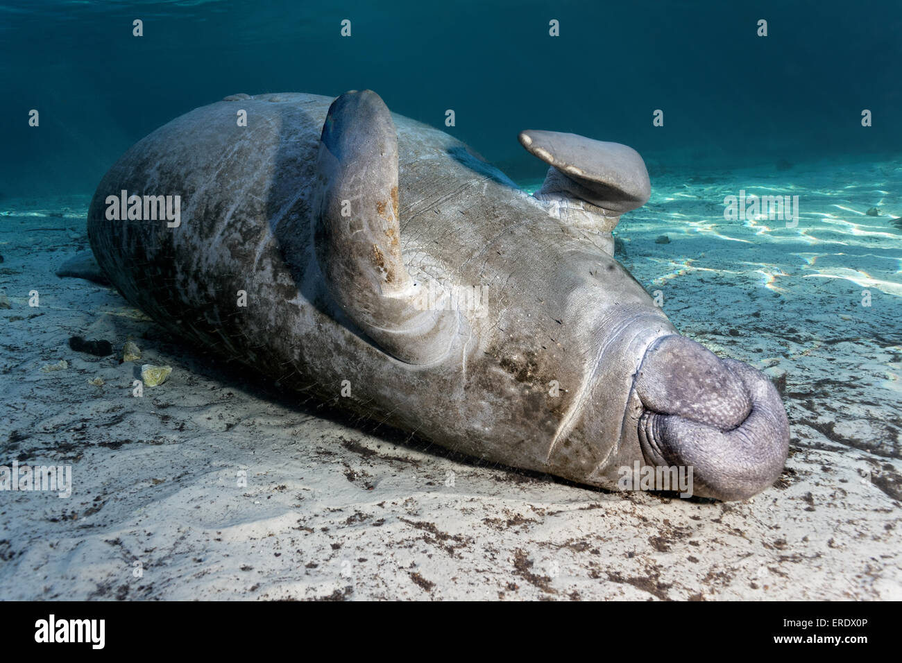 West Indian manatee o mucche di mare (Trichechus manatus) appoggiato sulla sua schiena, tre sorelle molle, lamantino Riserva, Crystal River Foto Stock
