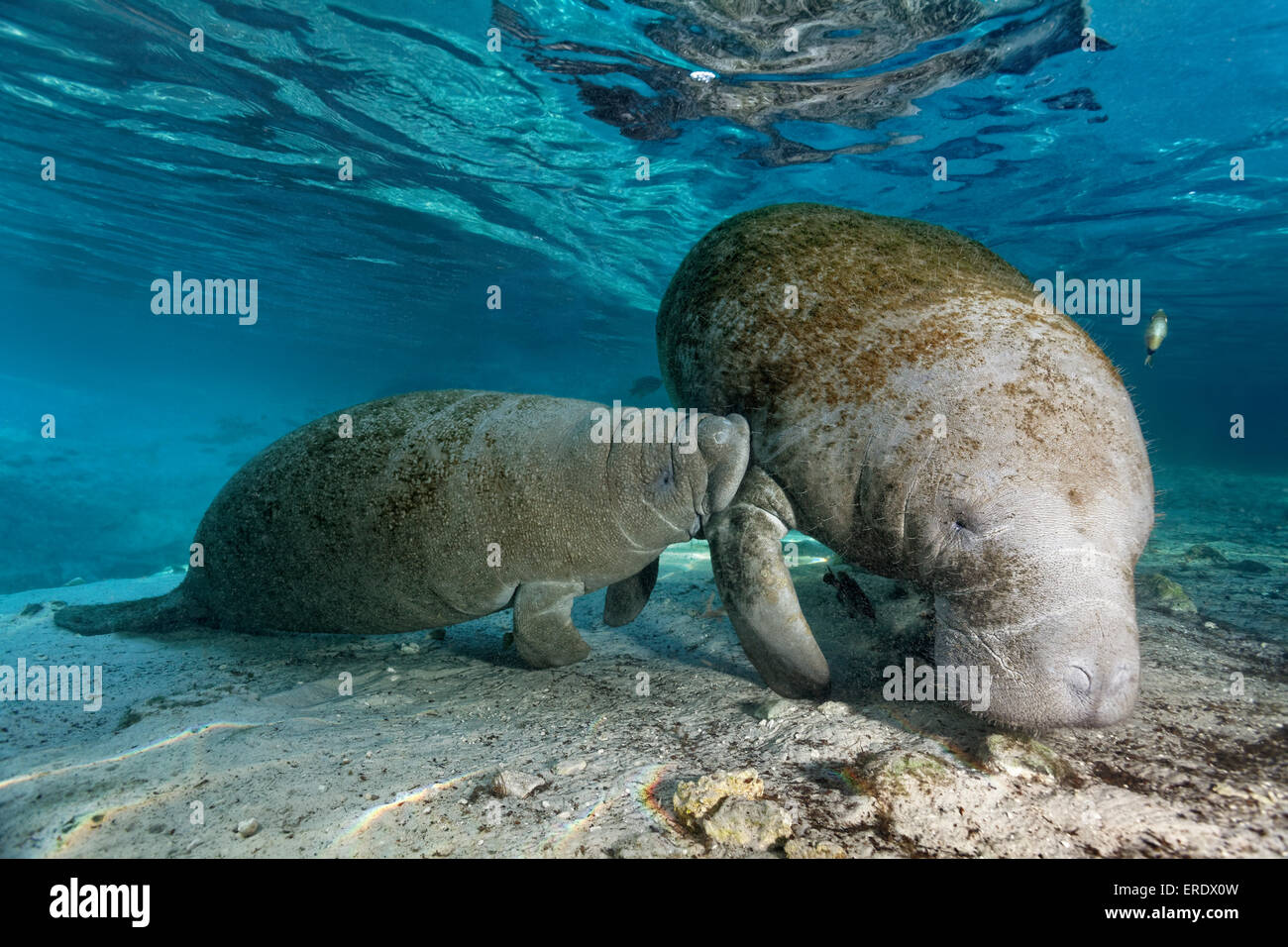 West Indian manatee o mucche di mare (Trichechus manatus), madre, mucca alimentazione dei giovani di vitello, di tre sorelle molle, Crystal River Foto Stock