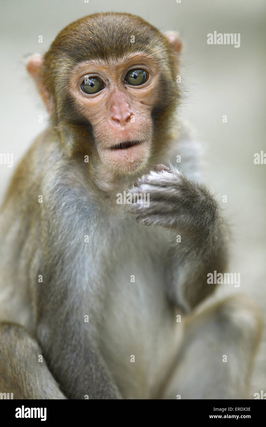 Macaco Rhesus (macaca mulatta), Monkey Island, Provincia di Hainan in Cina Foto Stock