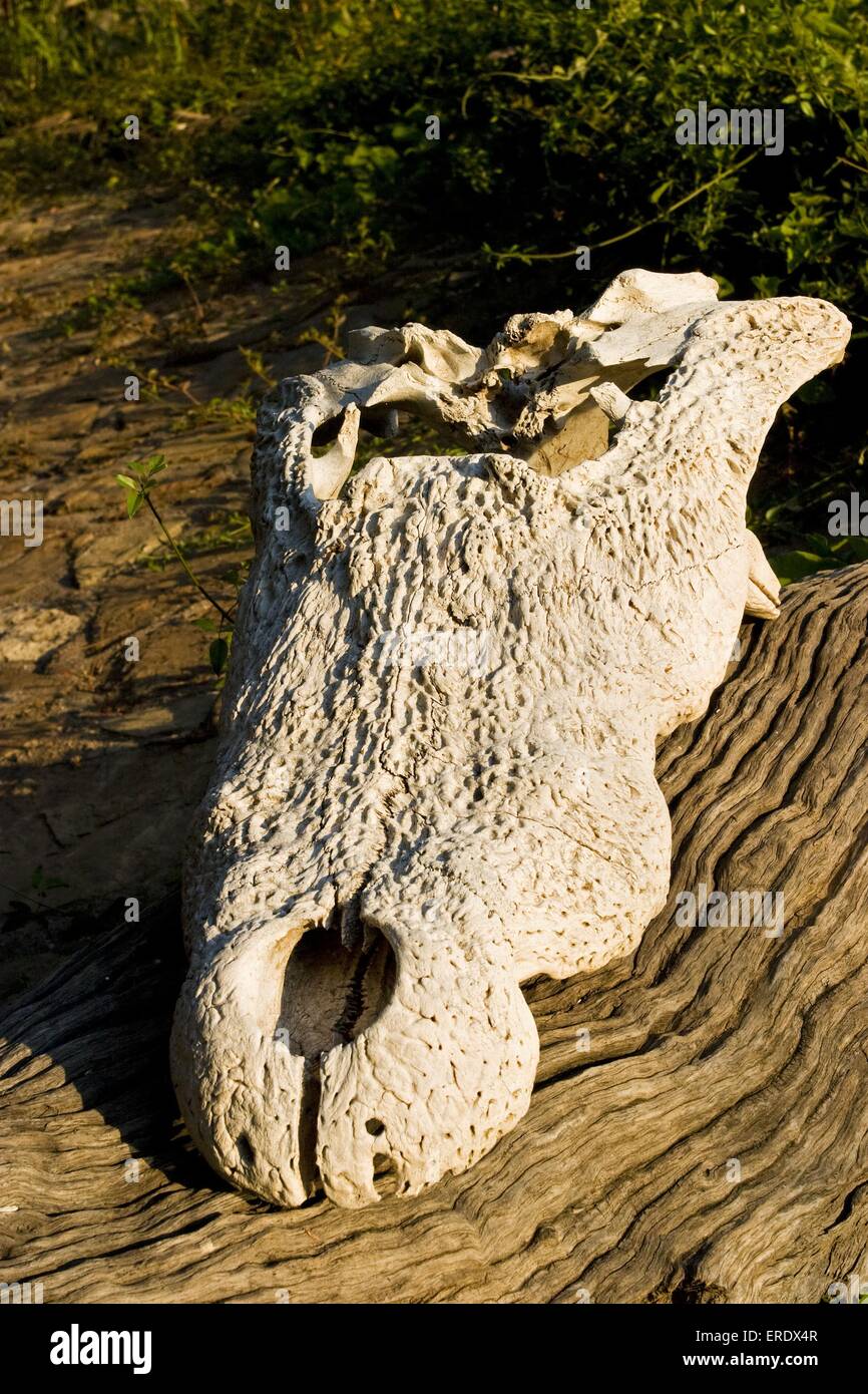 Coccodrillo del Nilo cranio Foto Stock