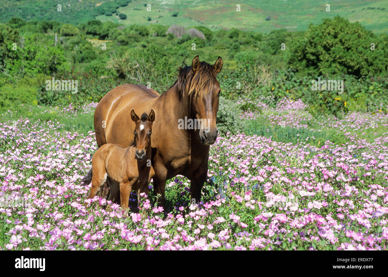 Mare con il puledro in primavera fiorita prato, vicino a Tarifa, Cadice, Andalusia, Spagna Foto Stock