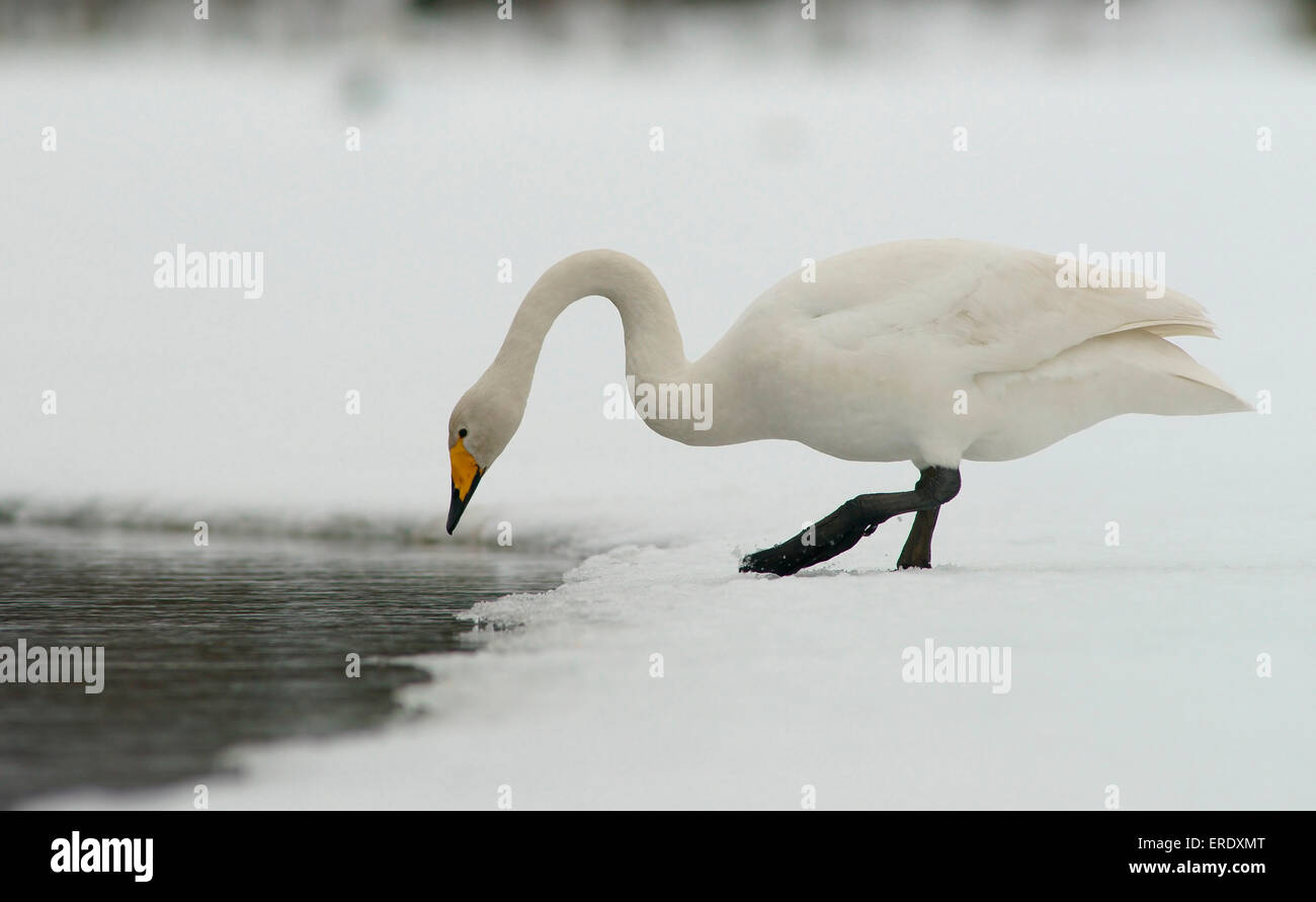 Whooper Swan (Cygnus Cygnus), Kuusamo, Finlandia Foto Stock