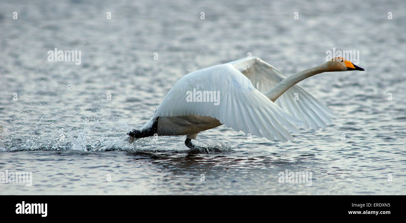 Whooper Swan (Cygnus cygnus) circa di decollare, Kuusamo, Finlandia Foto Stock