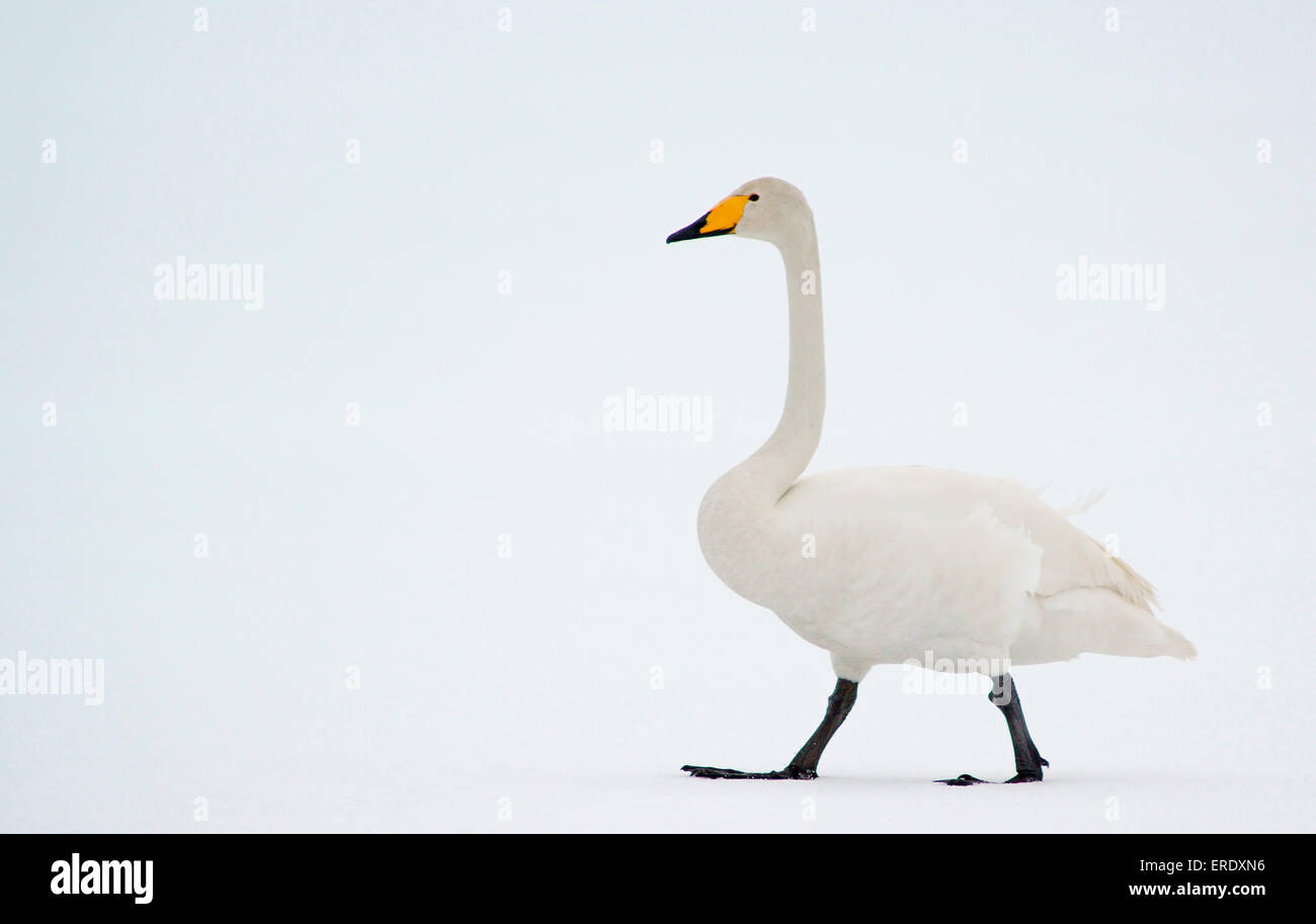 Whooper Swan (Cygnus Cygnus), Kuusamo, Finlandia Foto Stock
