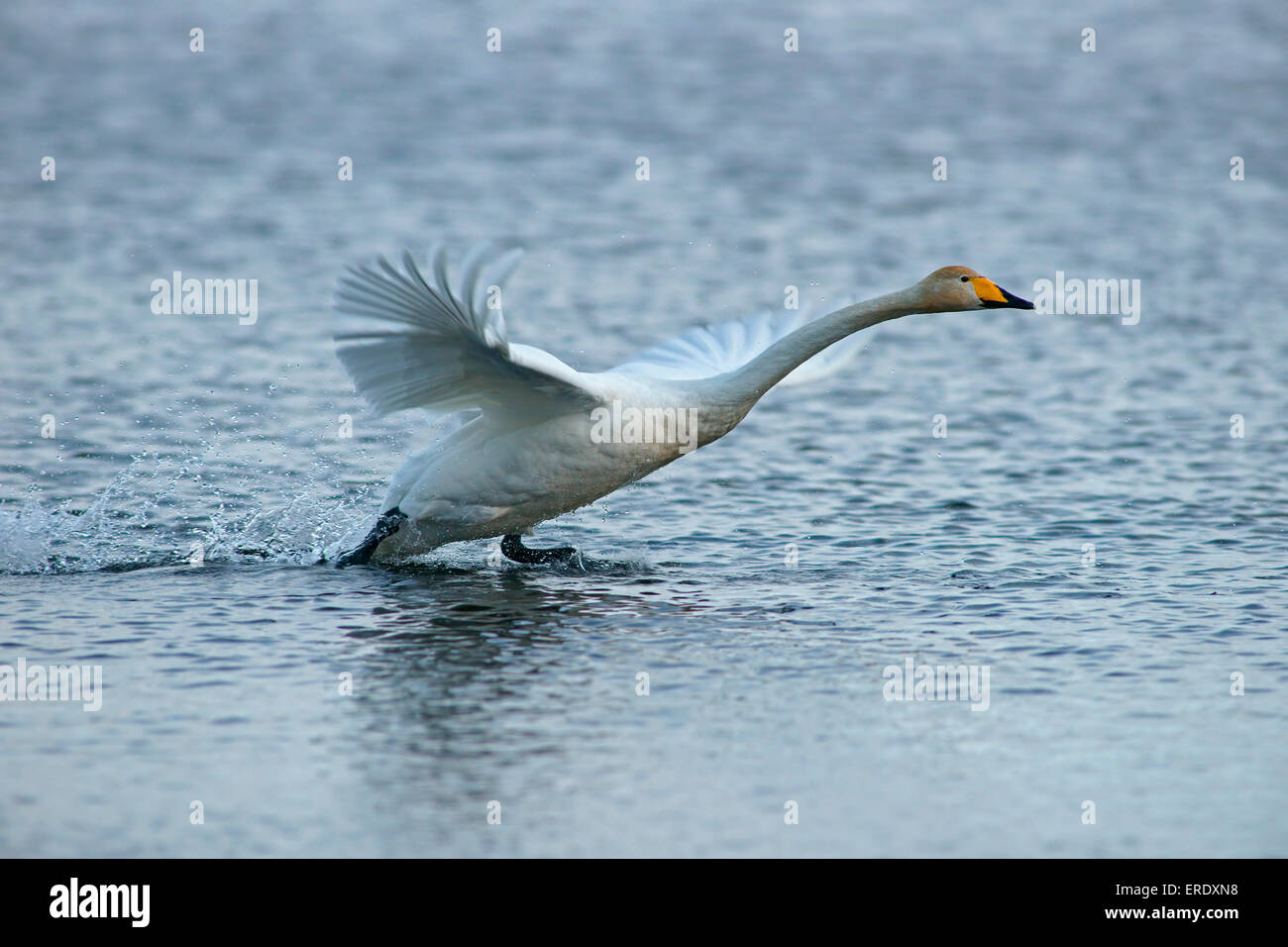 Whooper Swan (Cygnus cygnus) circa di decollare, Kuusamo, Finlandia Foto Stock