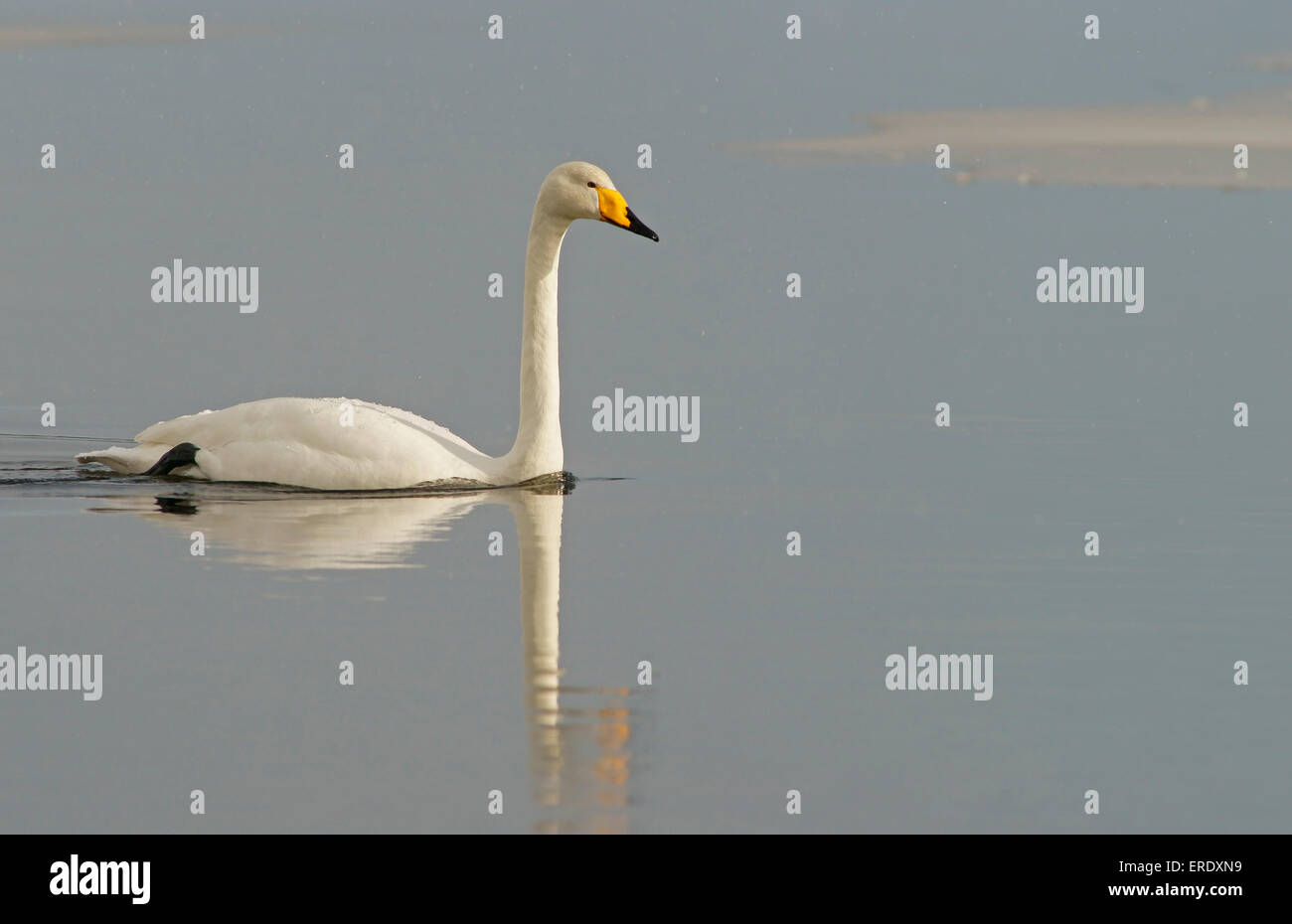 Whooper Swan (Cygnus cygnus) nuotare in acqua, Kuusamo, Finlandia Foto Stock