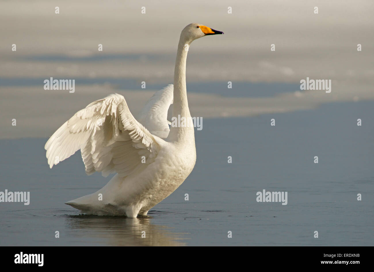 Whooper Swan (Cygnus cygnus) in acqua con ali teso, Kuusamo, Finlandia Foto Stock
