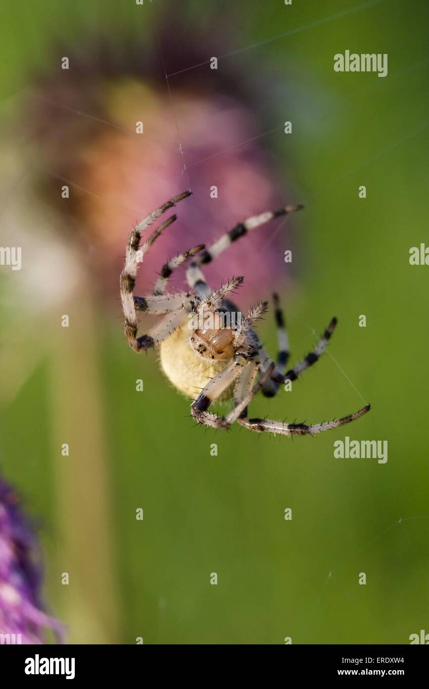 Giardino europeo spider Foto Stock