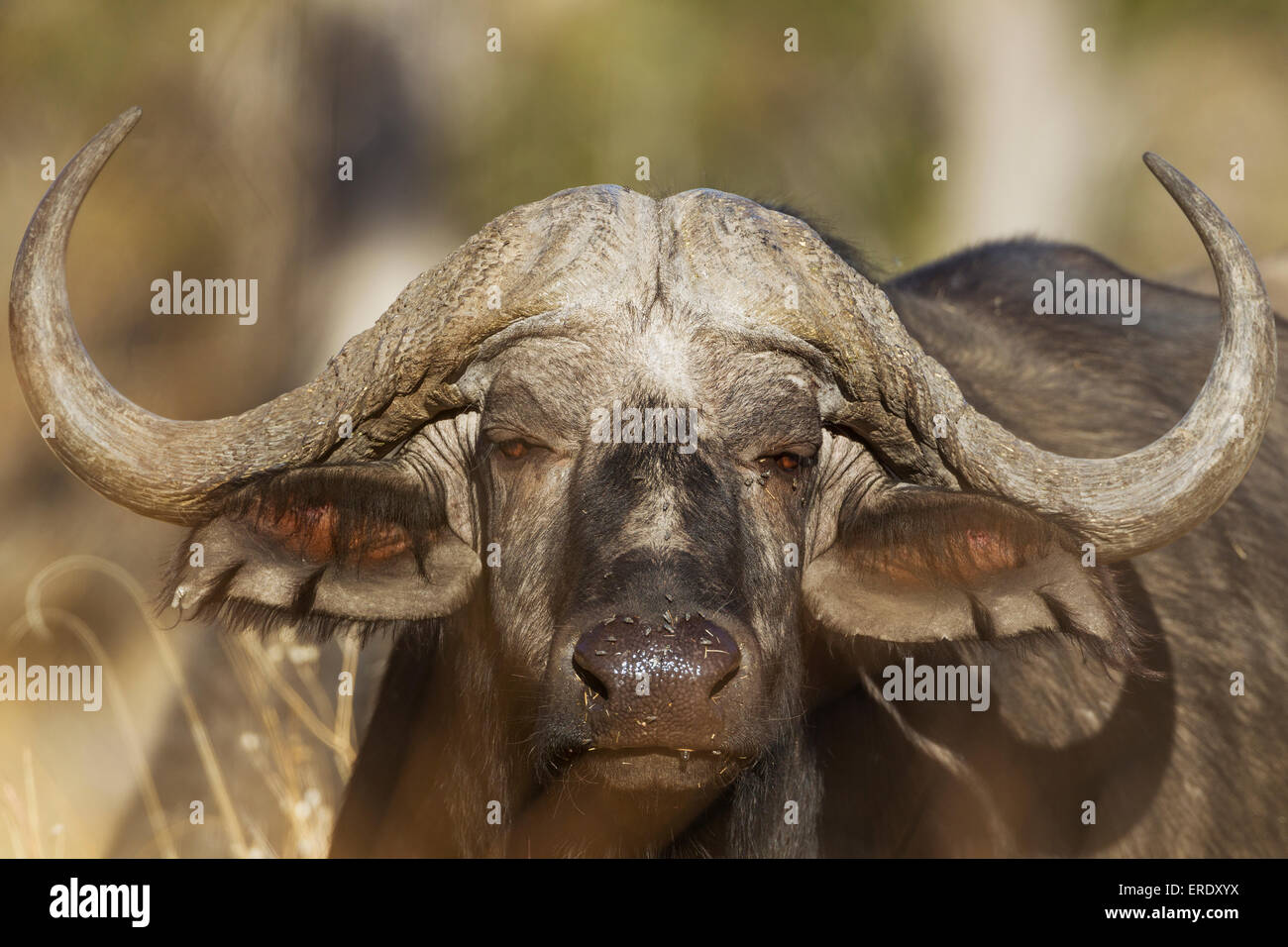 Bufali (Syncerus caffer caffer), close-up di un toro, Okavango Delta, Moremi Game Reserve, Botswana Foto Stock
