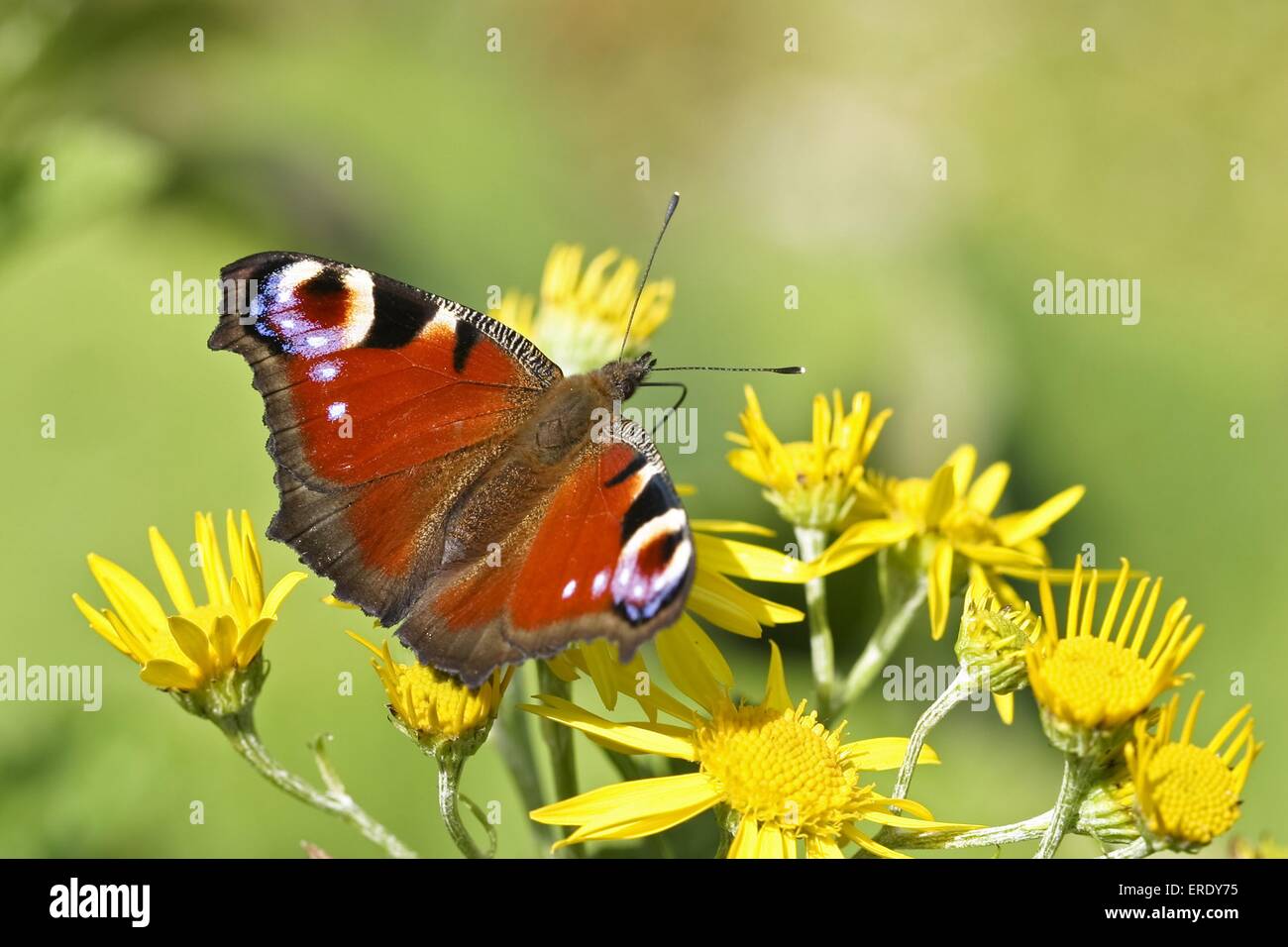 Unione farfalla pavone Foto Stock