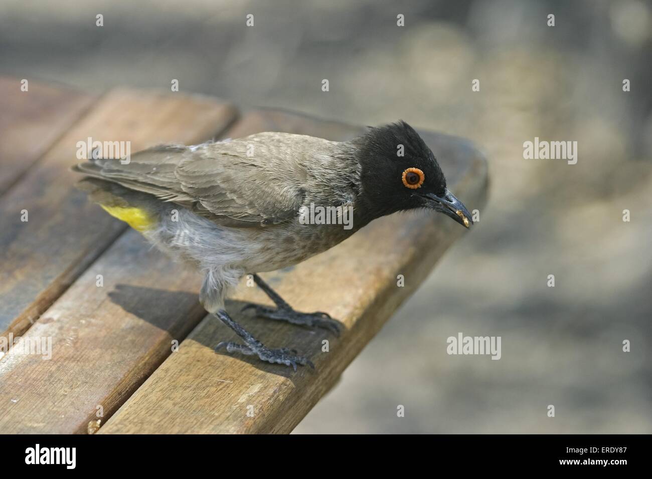 Nero-fronteggiata bulbul Foto Stock