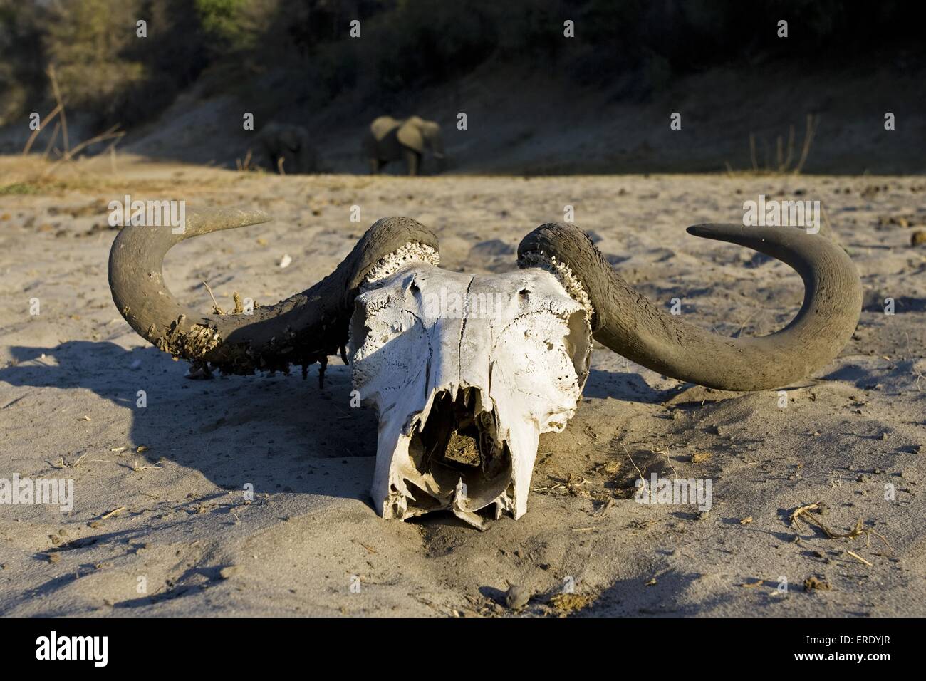 cranio della Buffalo Foto Stock