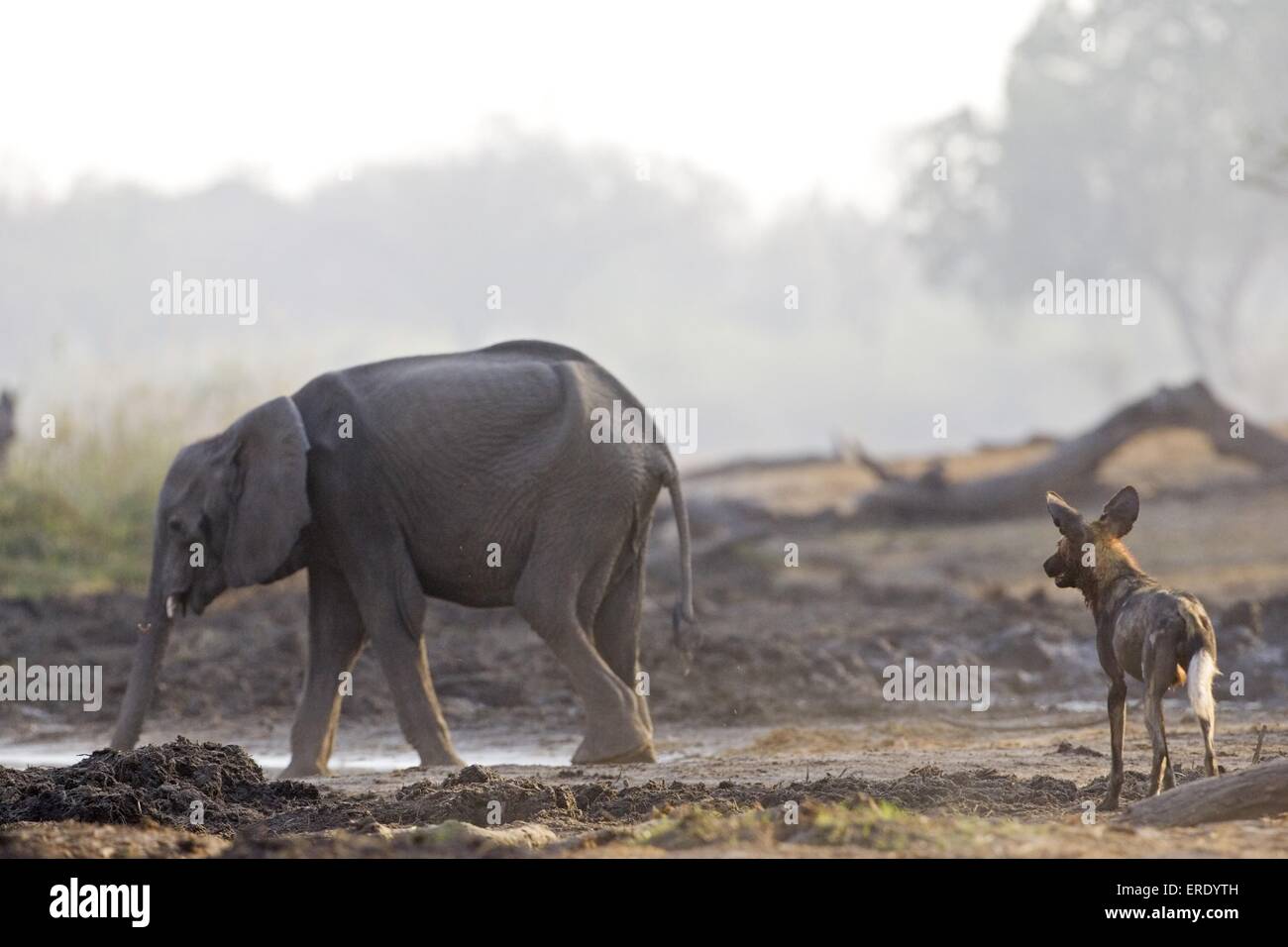 Elefante africano e africano cane da caccia Foto Stock