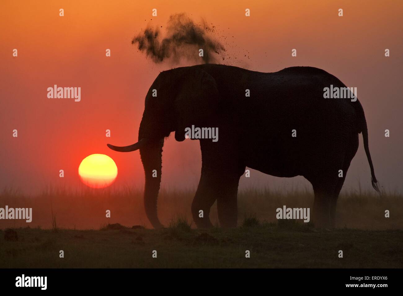 Elefante africano a cura del corpo Foto Stock