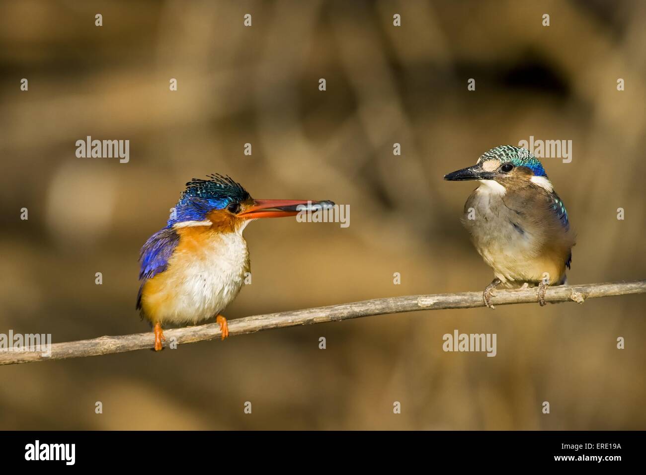 Malachite Kingfisher. Foto Stock