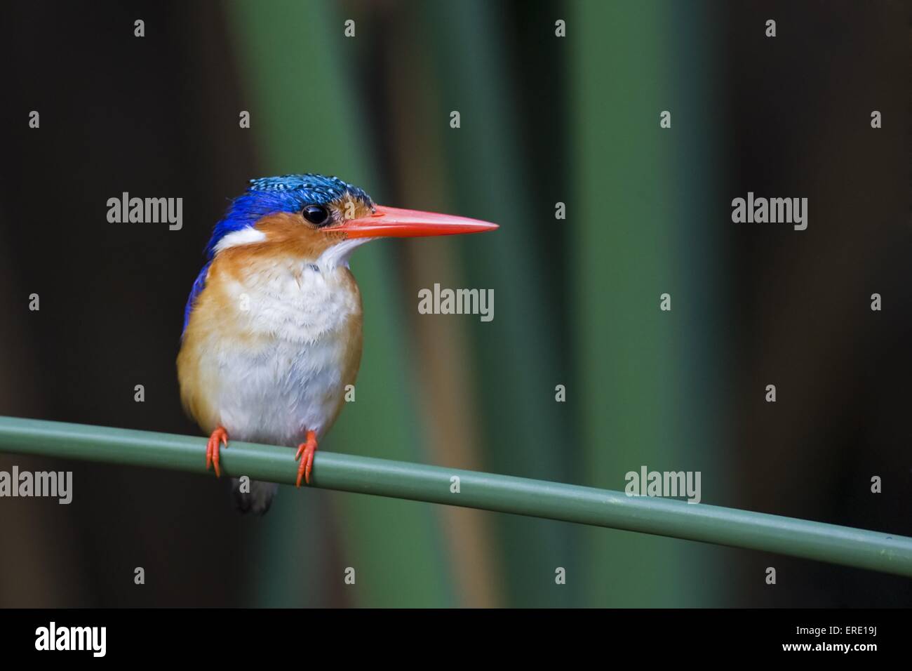 Malachite Kingfisher. Foto Stock