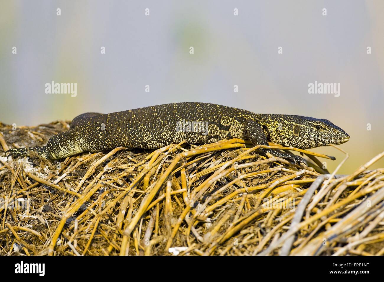 Varano del Nilo Foto Stock