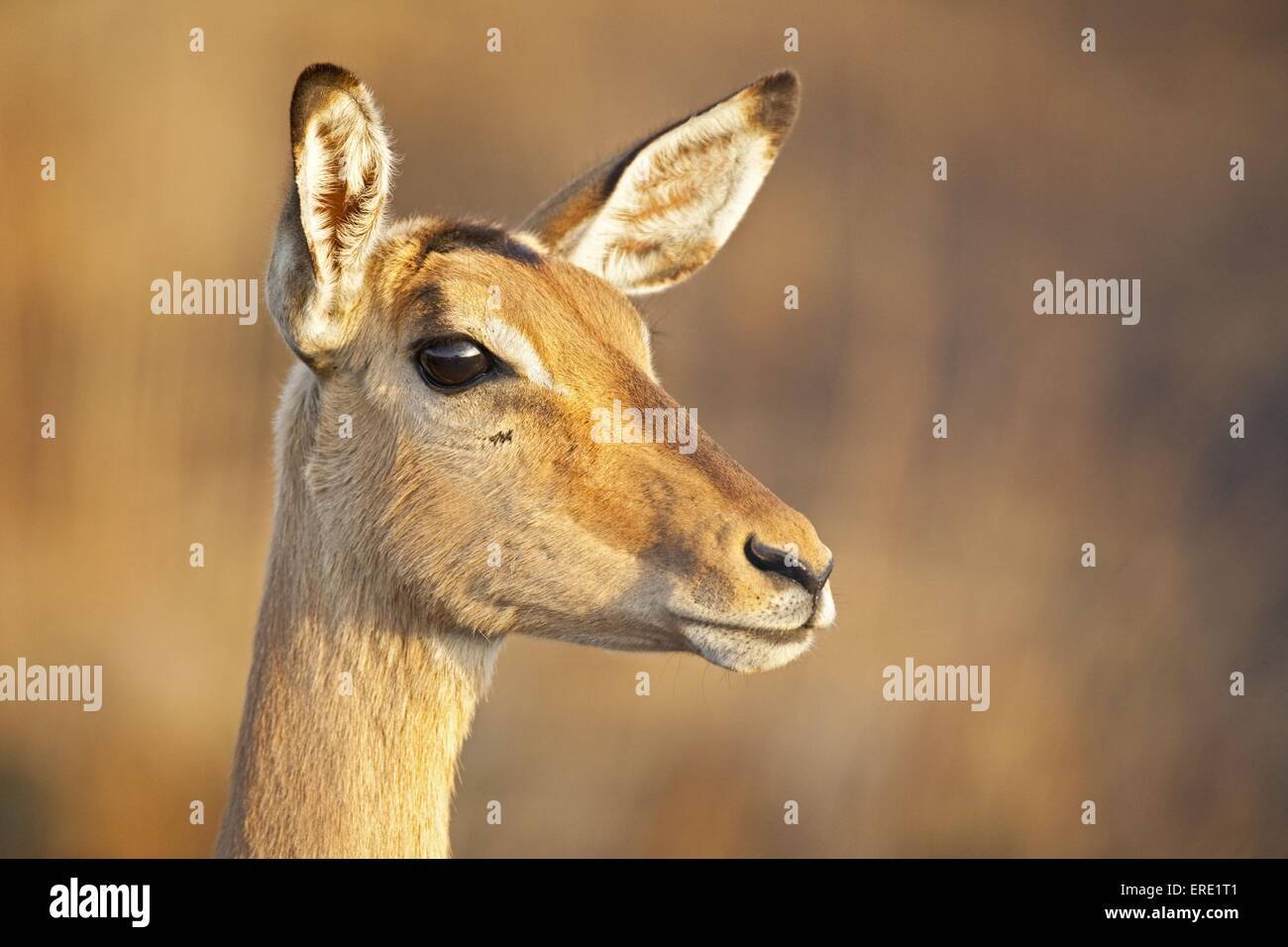 Ritratto di Impala Foto Stock