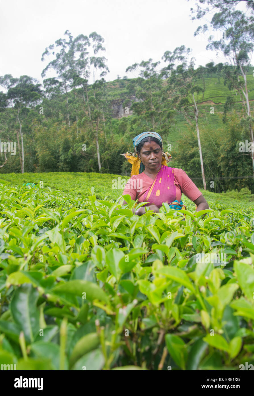 Una donna tamil dello Sri Lanka si rompe le foglie di tè Foto Stock