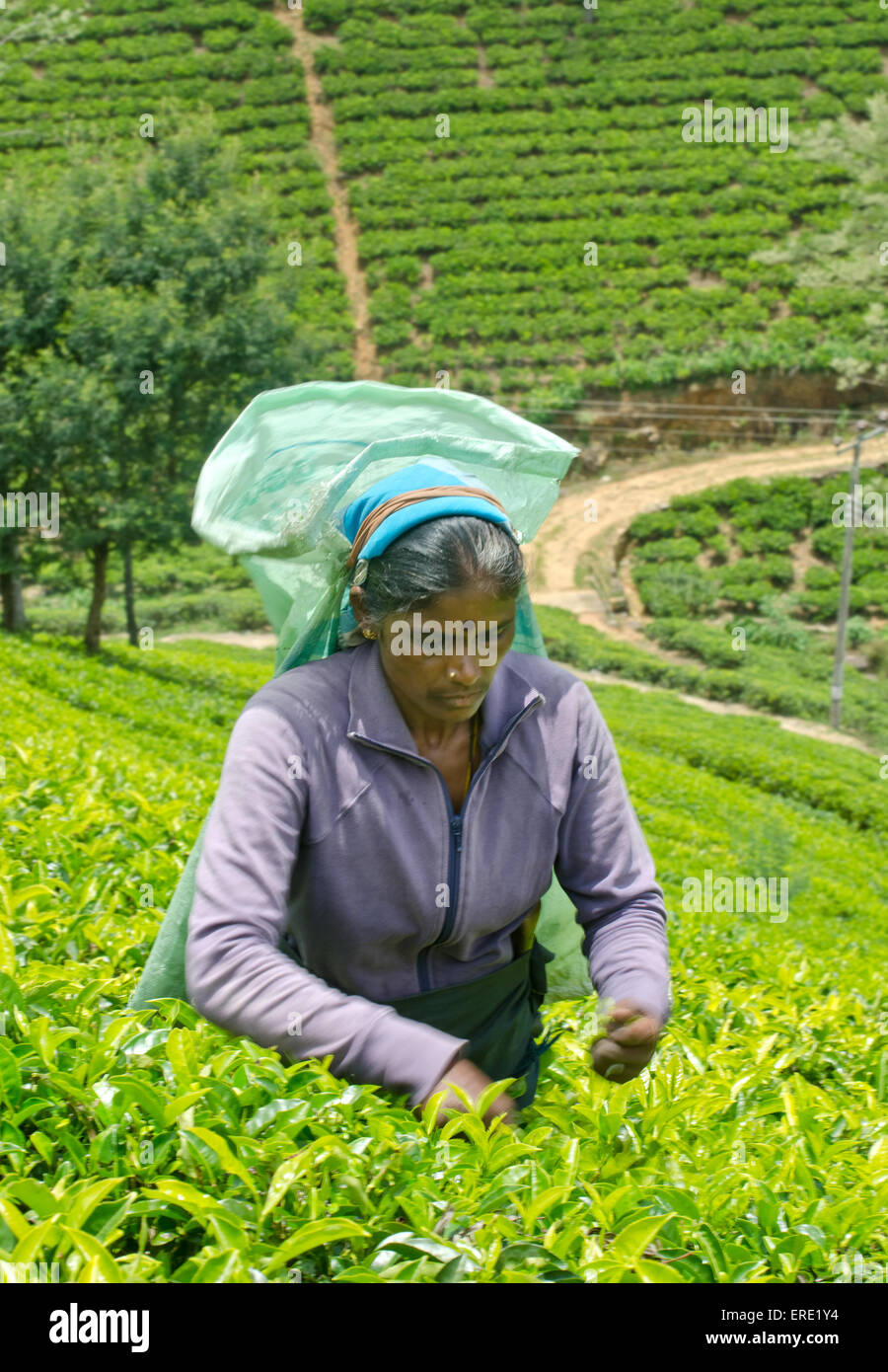 Una donna tamil dello Sri Lanka si rompe le foglie di tè Foto Stock