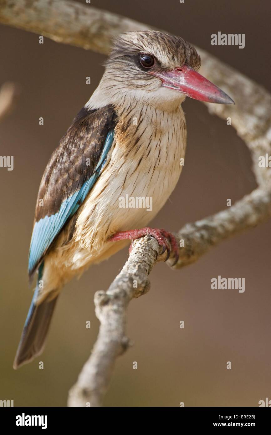 Marrone-incappucciati kingfisher Foto Stock