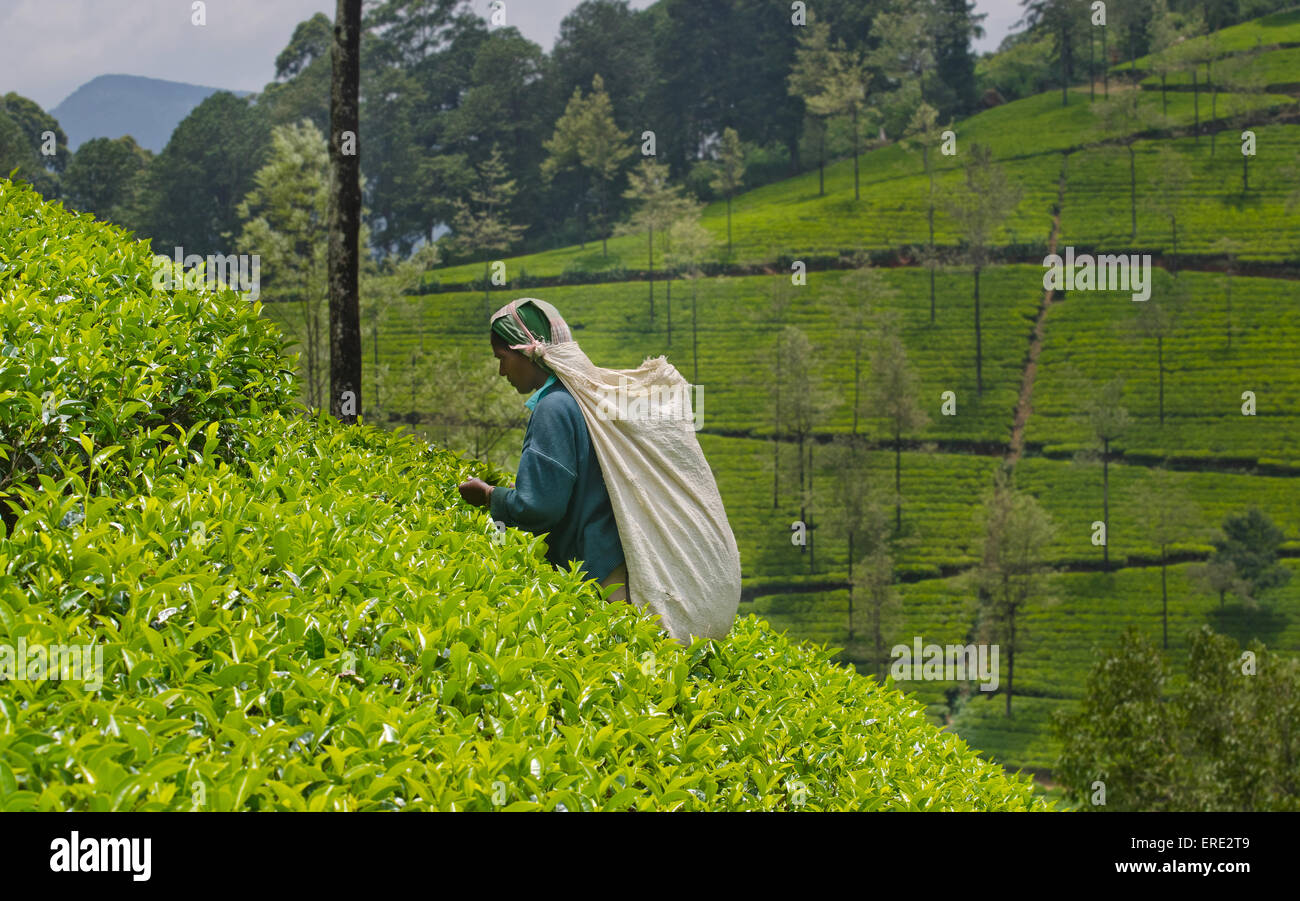 Una donna tamil dello Sri Lanka si rompe le foglie di tè Foto Stock