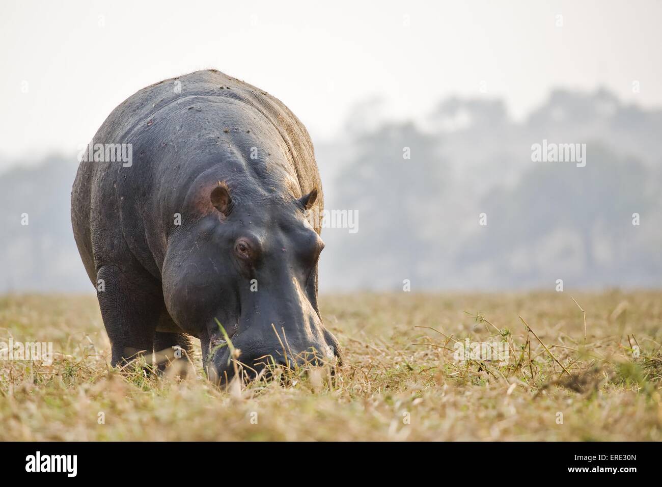 ippopotamo Foto Stock