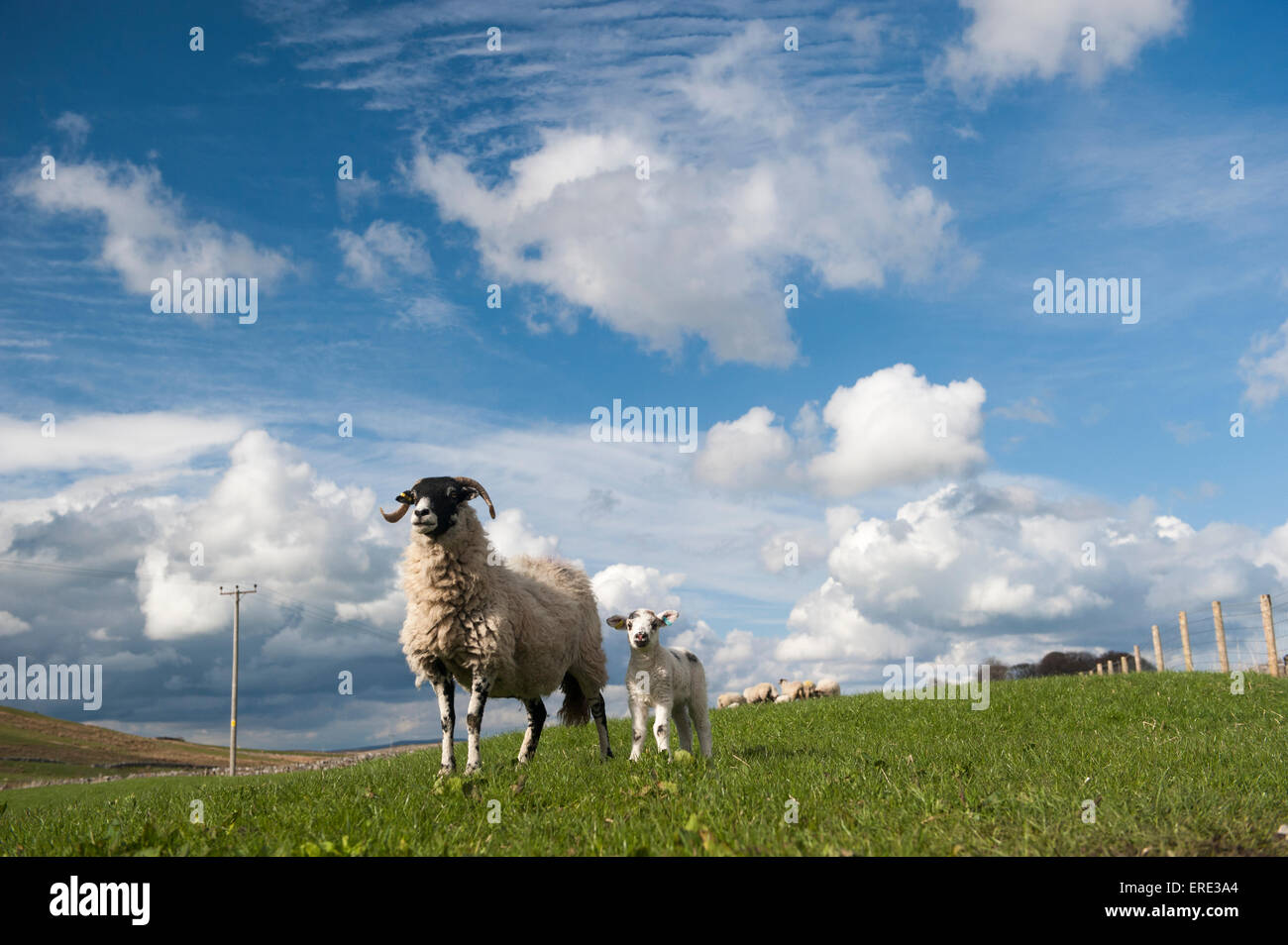 Alimentazione di pecore in pascolo, con un big sky overhead, su una molla pomeriggio, Cumbria, Regno Unito. Foto Stock