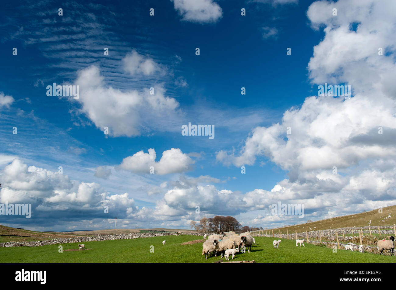 Alimentazione di pecore in pascolo, con un big sky overhead, su una molla pomeriggio, Cumbria, Regno Unito. Foto Stock