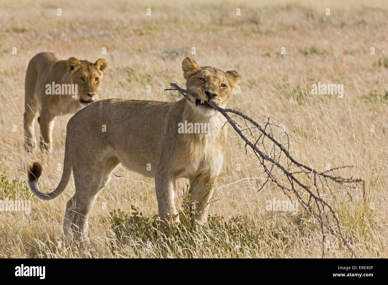 Lions Foto Stock