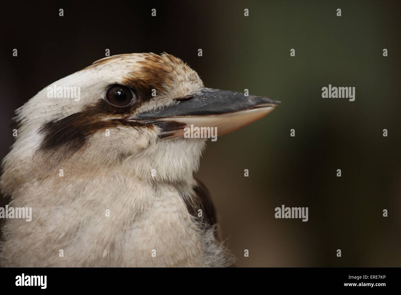 Kookaburra Foto Stock