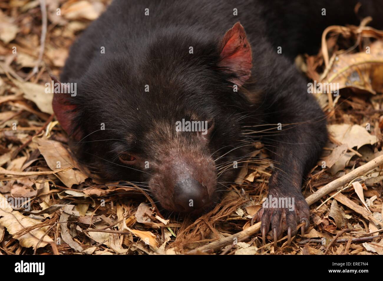 Diavolo della Tasmania Foto Stock