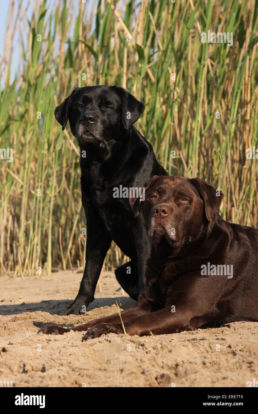 Nero e marrone Labrador Retriever Foto Stock