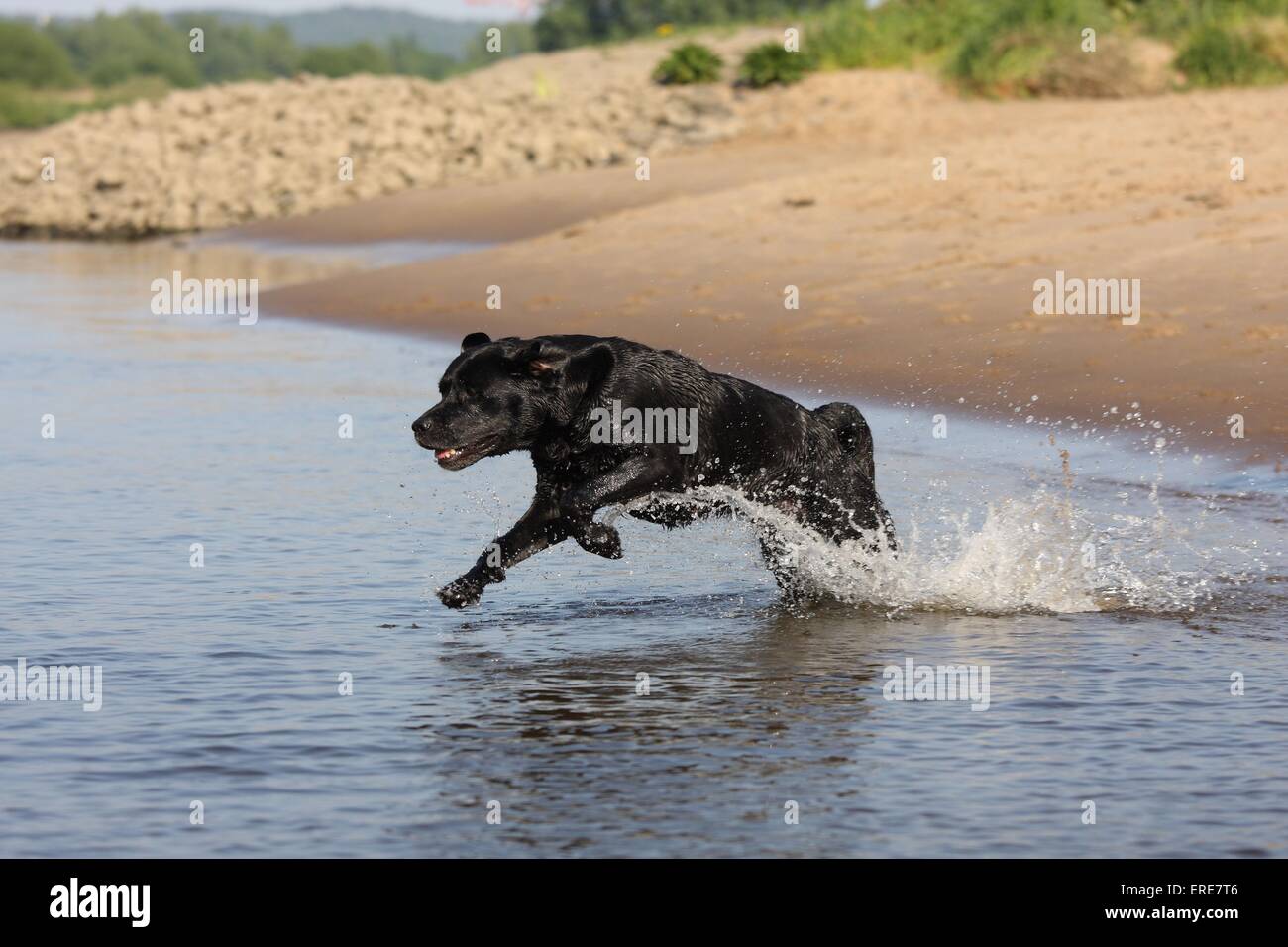Nero Labrador Retriever Foto Stock
