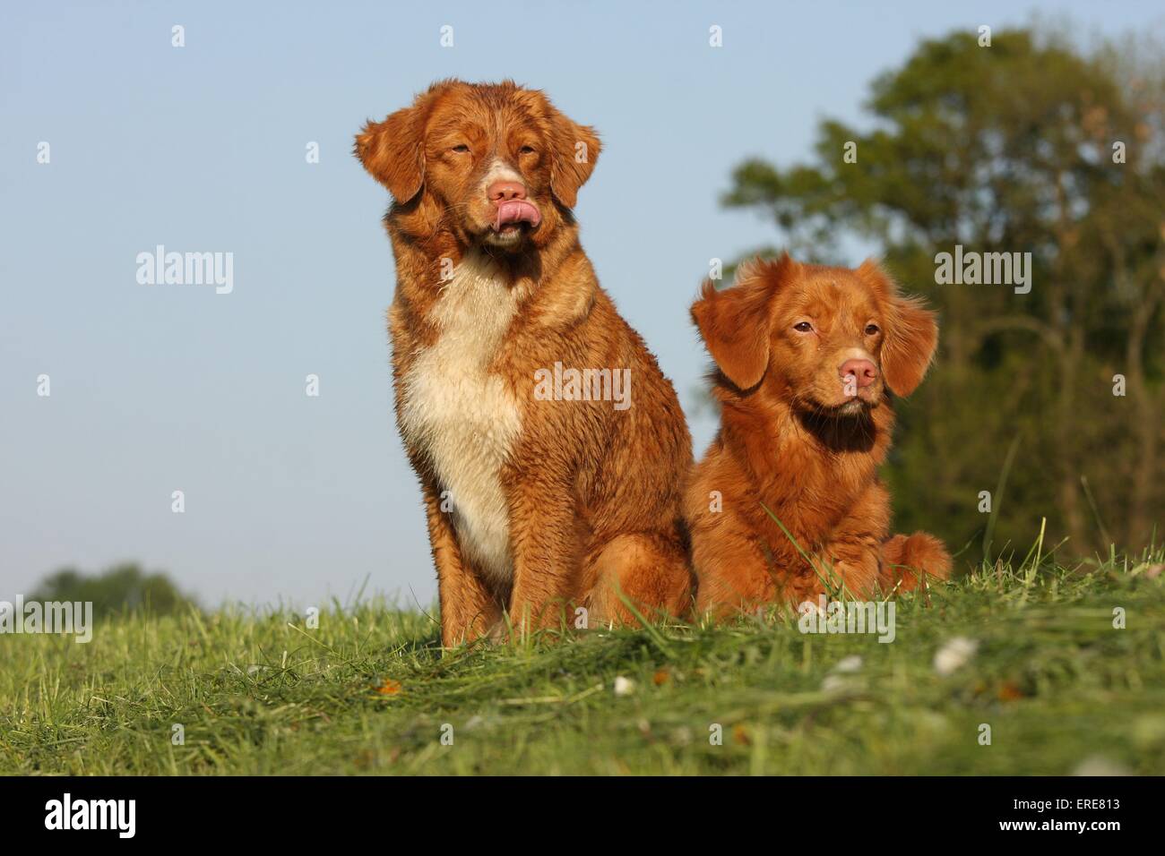 Nova Scotia Duck Tolling Retriever Foto Stock