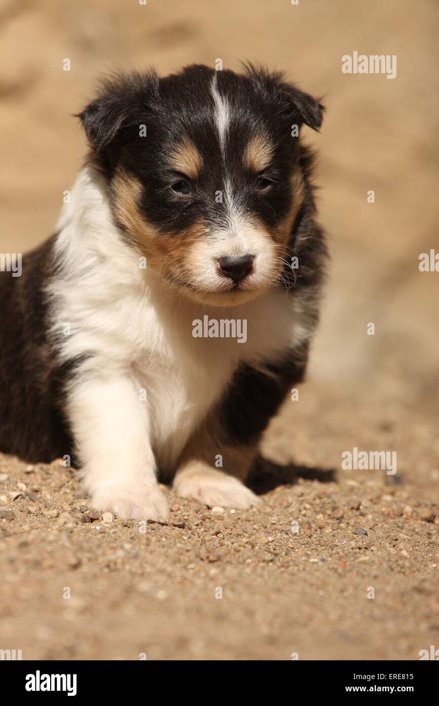 Shetland Sheepdog cucciolo Foto Stock