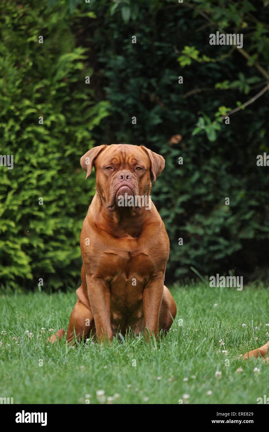 Mastiff francese Foto Stock