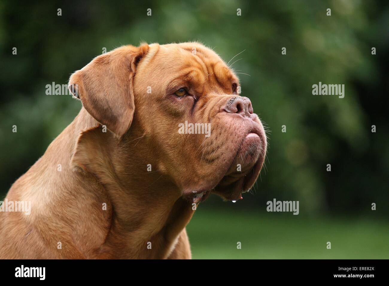 Il francese Mastiff ritratto Foto Stock