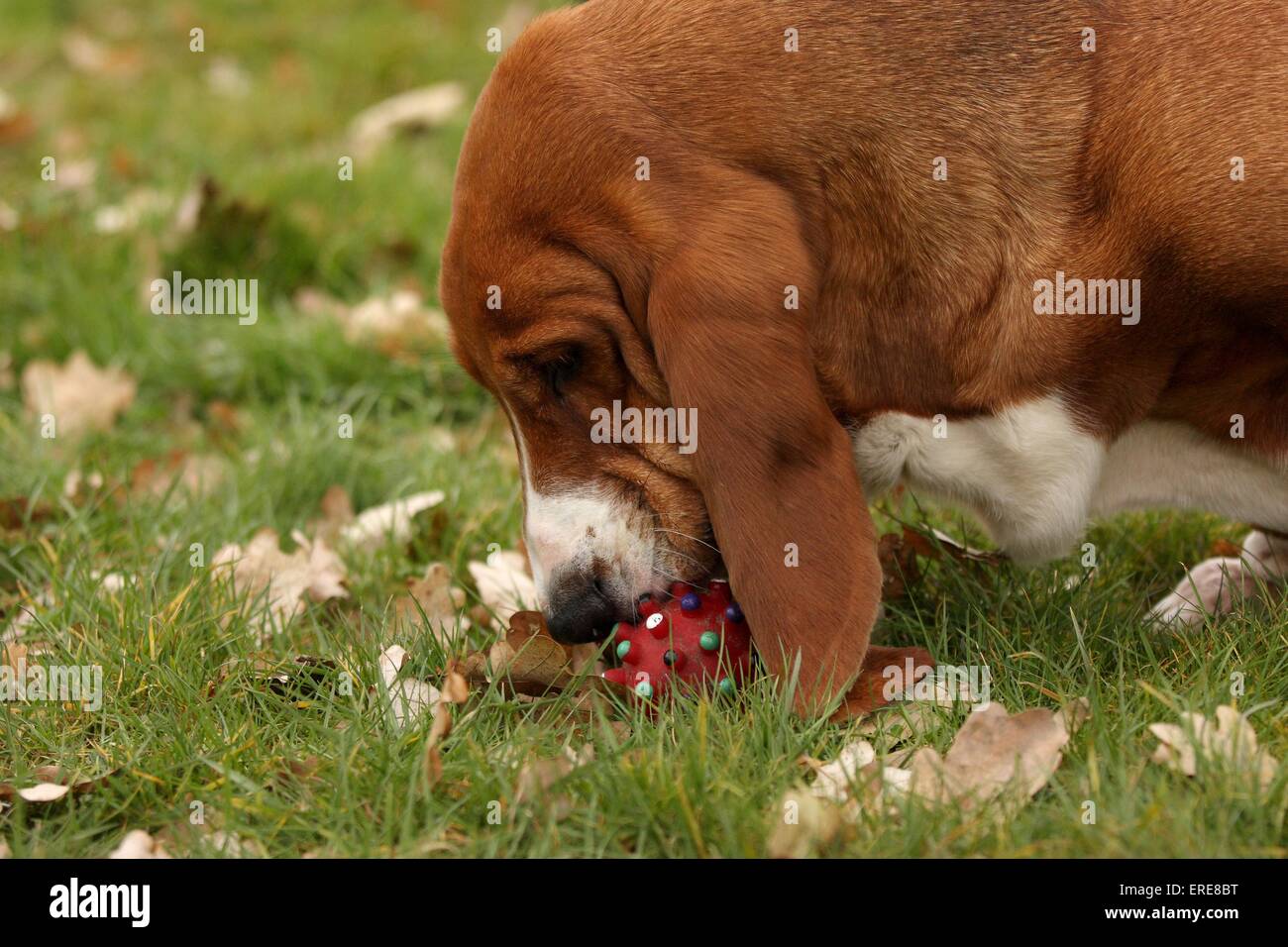 Basset Hound Foto Stock