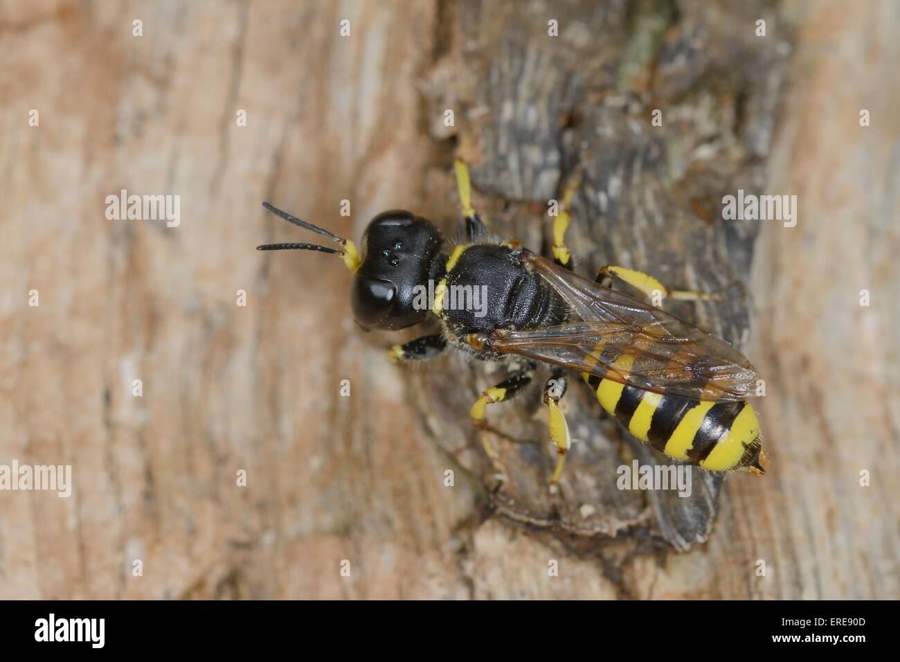 Digger wasp / Sphecid wasp (Ectemnius cephalotes) tornando a un nido burrow ha scavato nel legno morto di una quercia. Foto Stock