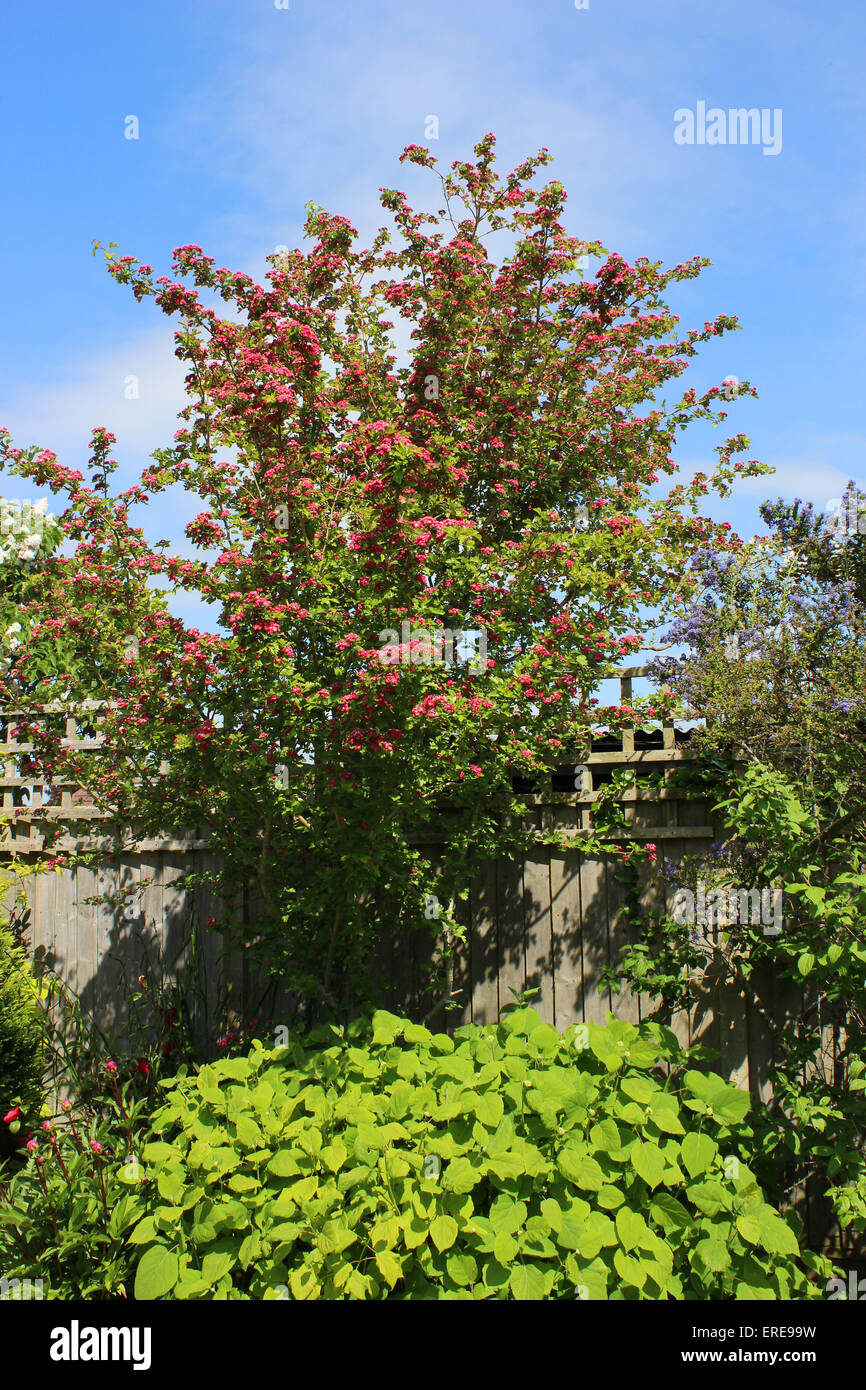 Inghilterra Dorset Garden Il rosso può albero " Paolo Scarlet' (Crataegus laevigata) Peter Baker Foto Stock